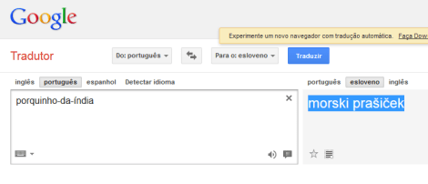 Curiosidades do idioma esloveno - Porquinho da índia
